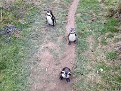 101PARC AUX OISEAUX DANS L AIN 2016 2_000051